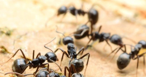 Ant Removal